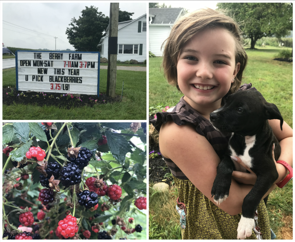 Blackberry picking in the rain Midlife Mama