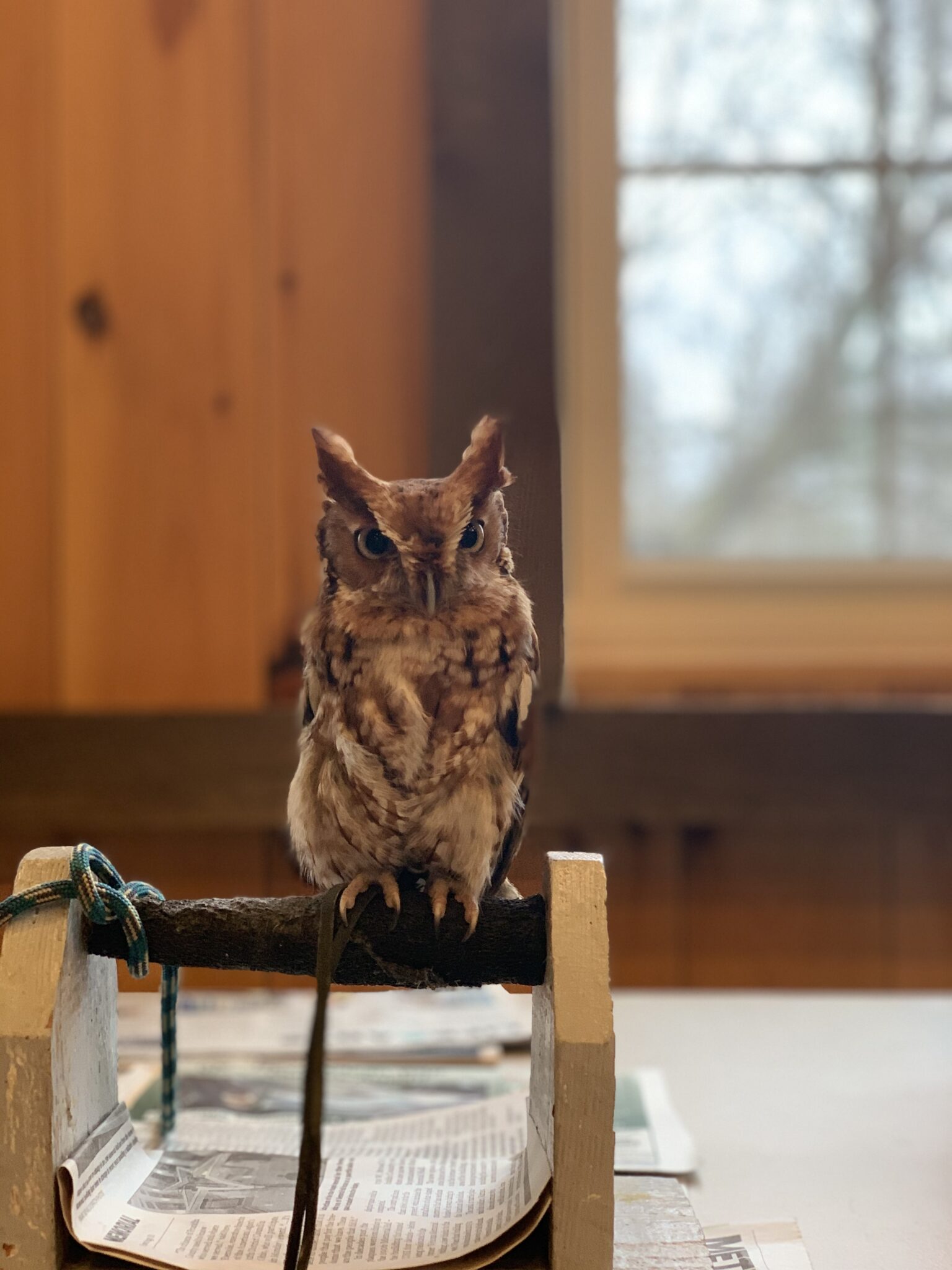 Ohio Wildlife Center fascinates and educates - Midlife Mama