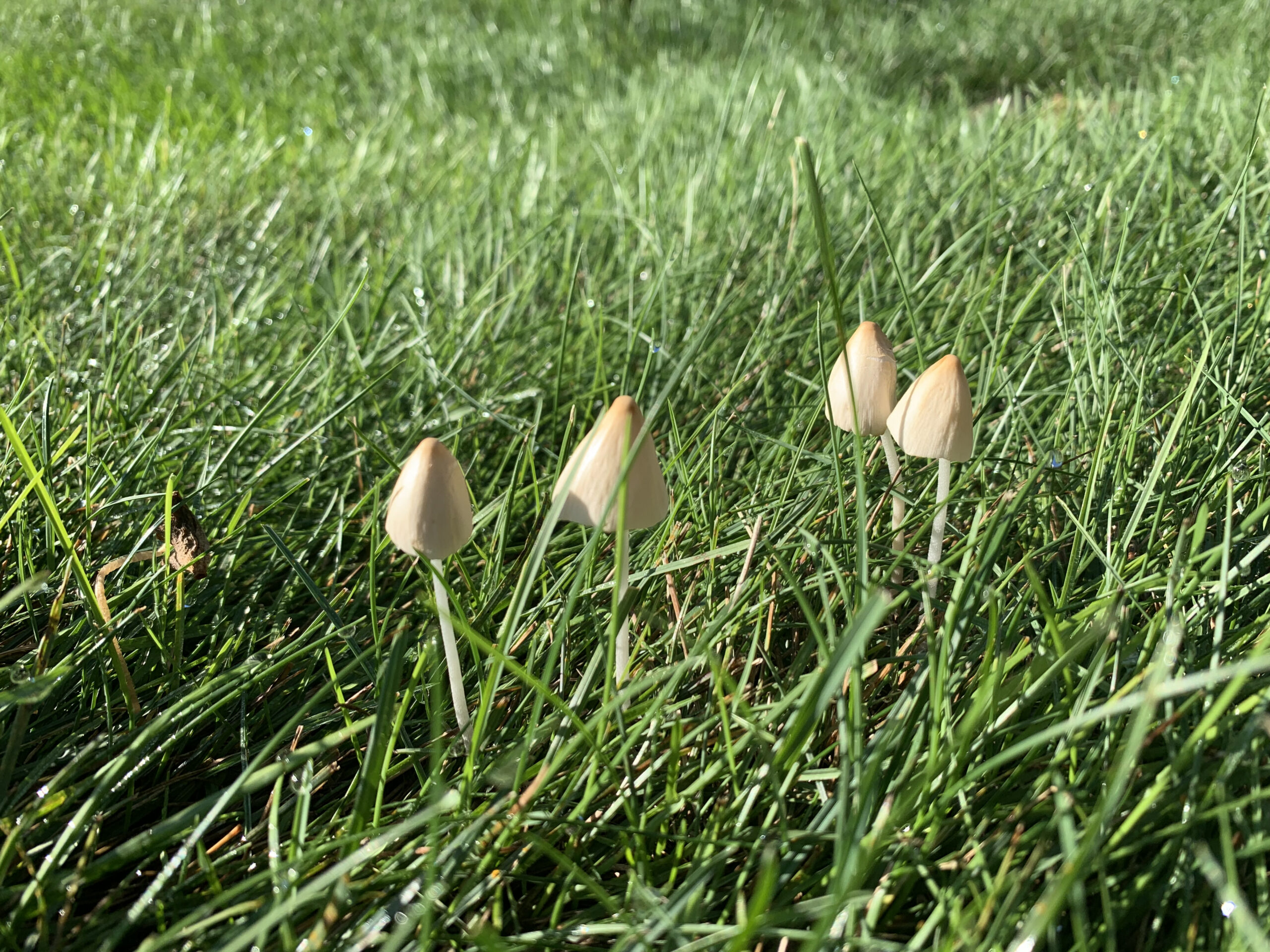 Magical, tiny mushrooms