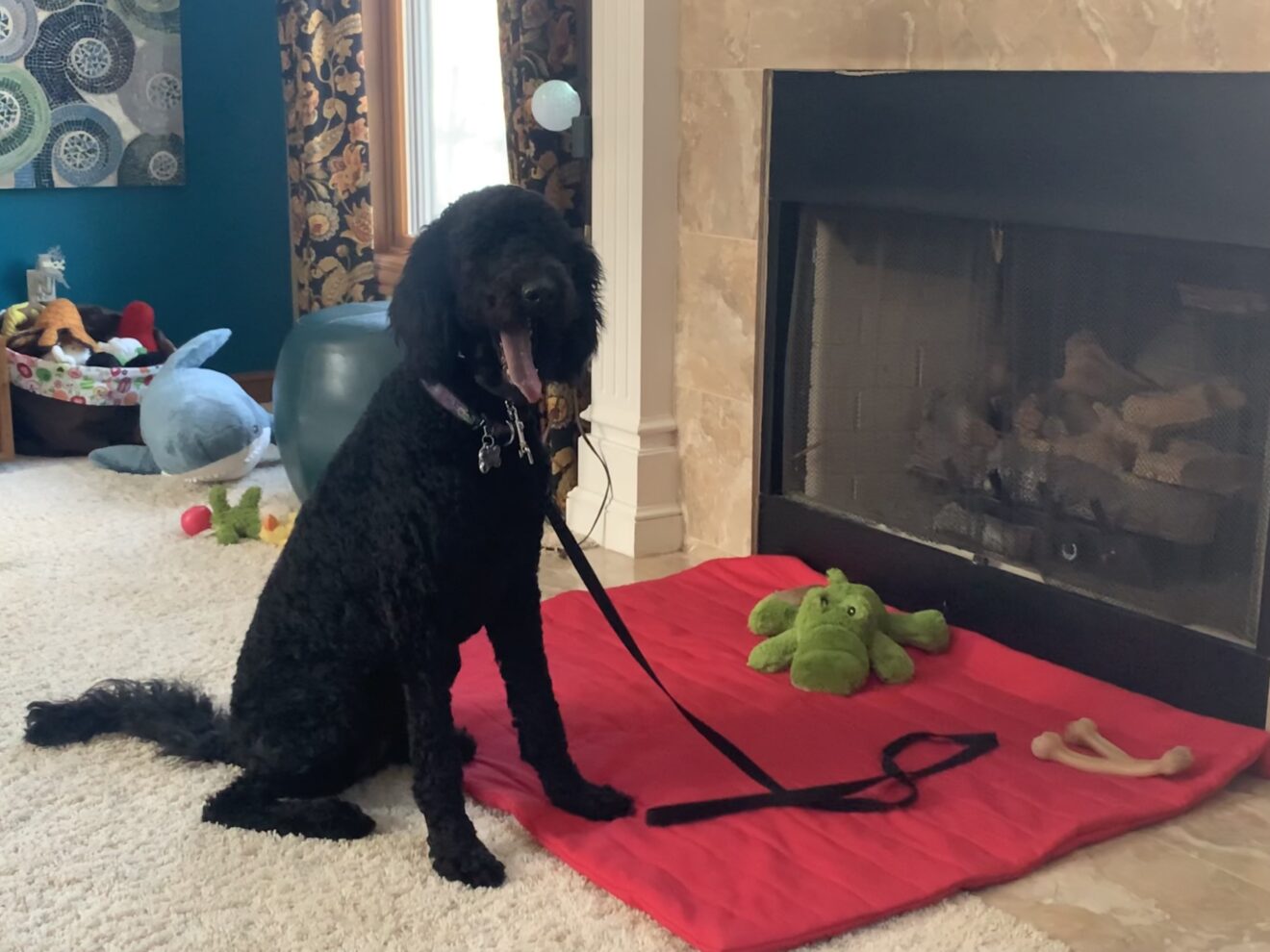 Our experience with a "board and train" dog training program Midlife Mama