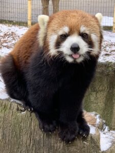 Revel in the red panda experience at the Columbus Zoo - Lewis Center Mom