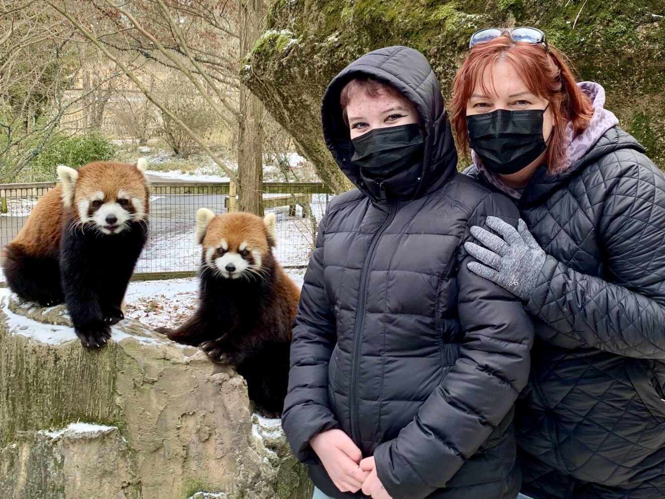 Revel in the red panda experience at the Columbus Zoo Midlife Mama