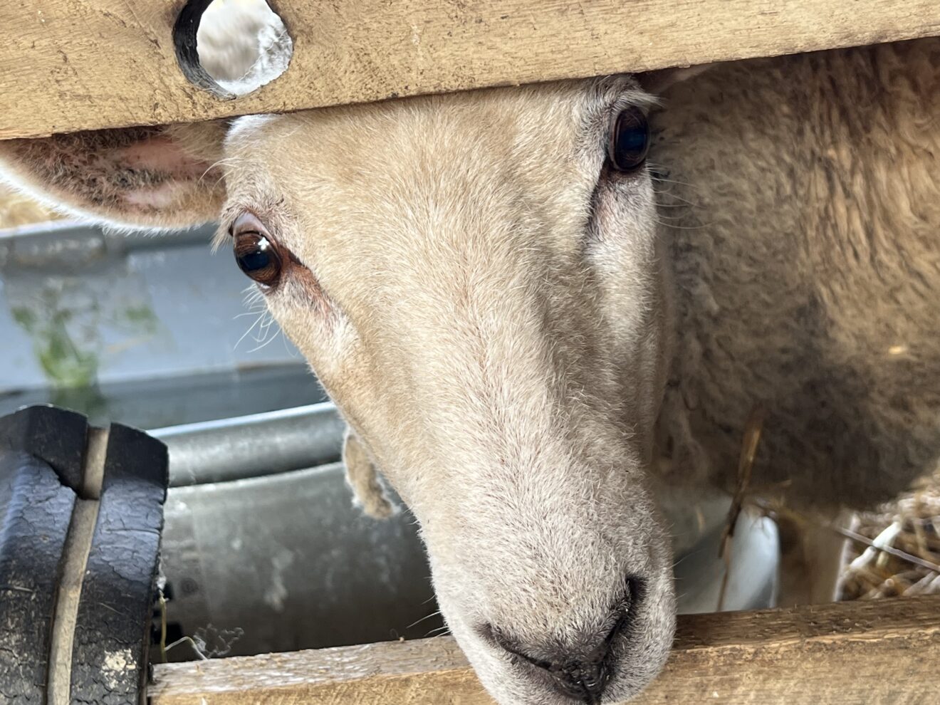 Visit Gallant Farm for living history and farm fun Midlife Mama